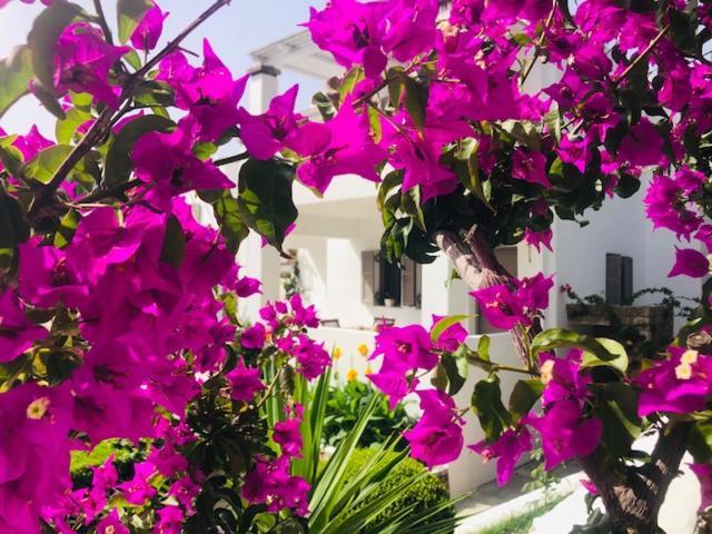 Ferienwohnung La Bastide Skyros Exterior foto
